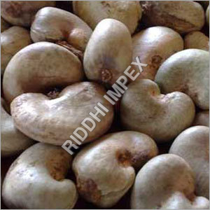 Fresh Cashew Nuts