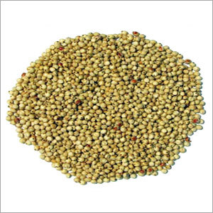 Sweet White Sorghum