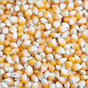 Common Indian Yellow Maize Corn