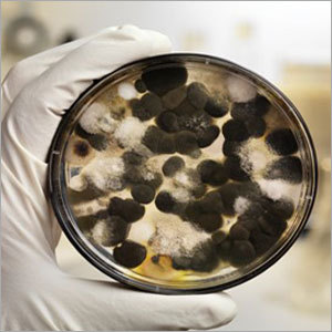 Bio Rational Products - Agar Culture 100mm Petri Dish | Spray Application Pest Control Disease Prevention Sustainable