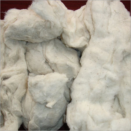 Cotton Web