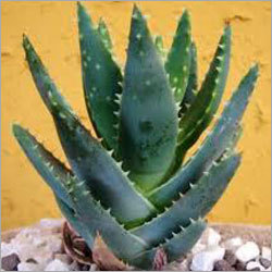 Aloe Vera Plantation