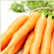 carrot