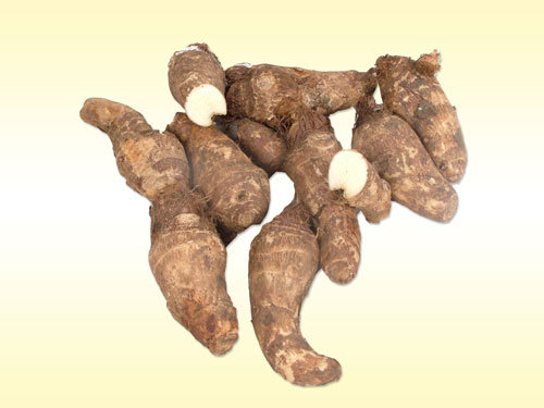 Colocasia