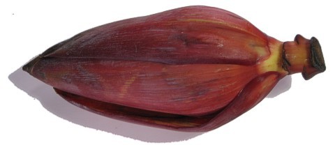 Plantain Flower