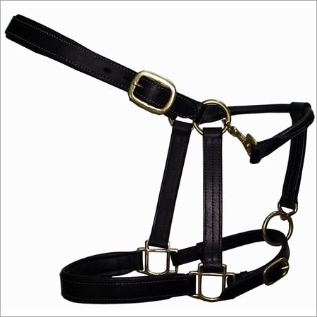 English Halter