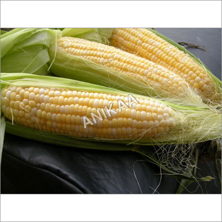 Yellow Maize