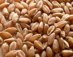 Malwaraj Wheat