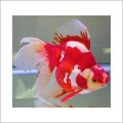 Angel Aquarium Fish