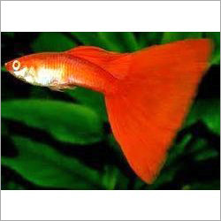Aquarium Colors Fish