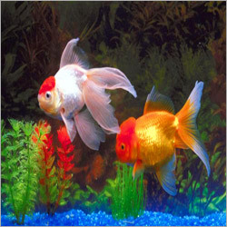Ornamental Aquarium Tropical Fish