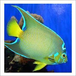 Aquarium Fishes