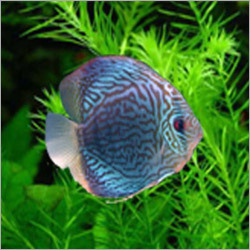 Fresh Water Aquarium Fish