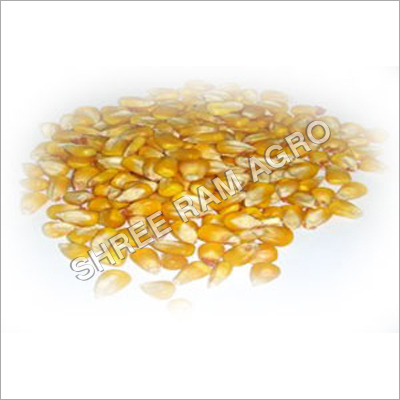 Indian Yellow Corn Seeds