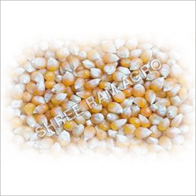 Yellow Corn