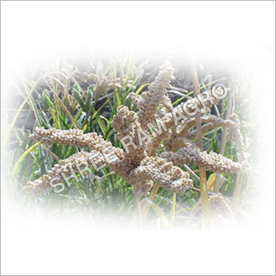 Indian Millet