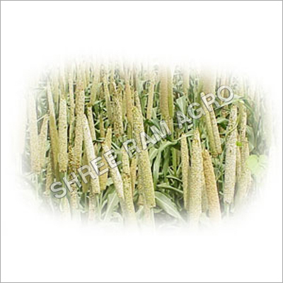 Pearl Millet