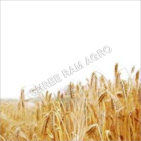 Barley