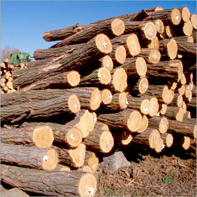 Teak Wood Round Logs