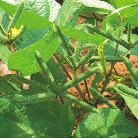 Urad Seed
