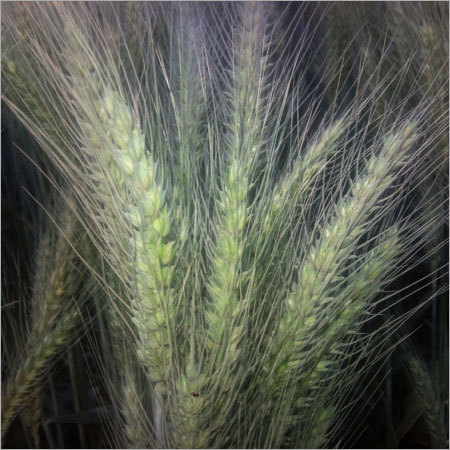Wheat Grain Seeds