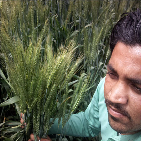 Wheat ashirwad