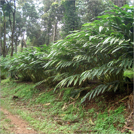 Green cardamom plant