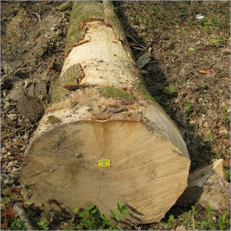Belgian Timber