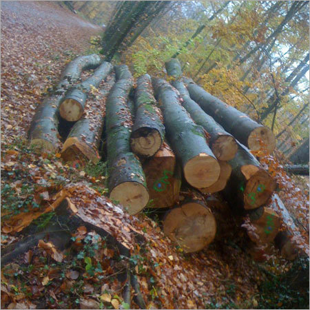 French Beechwood