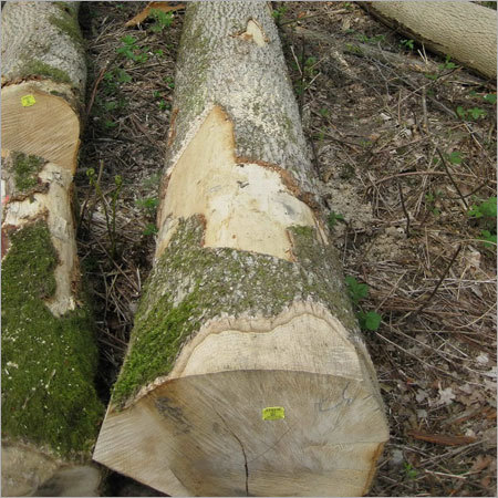 Belgium Sawn Timber Logs