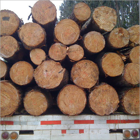 Chile Radiata Pine