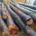 French Timber