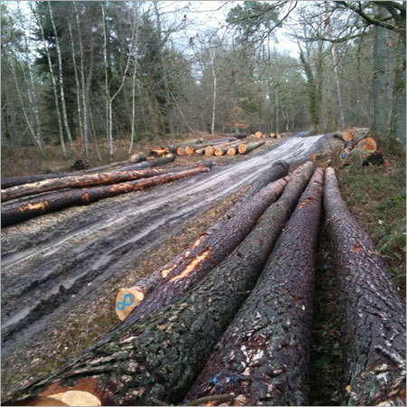 Pinus Pinaster