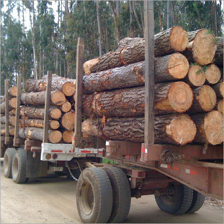 Radiata Pine