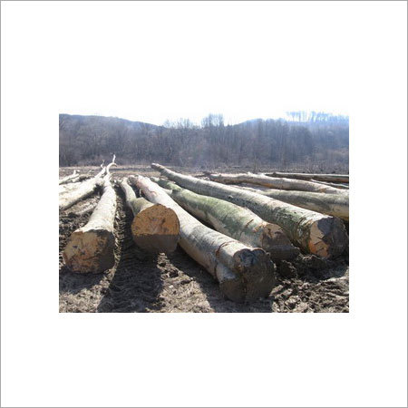 Ukraine Timber