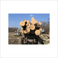 Ukraine Timber Log