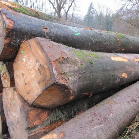FRANCE TIMBER LUMBER