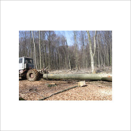 Ukrainian Wood Lumber