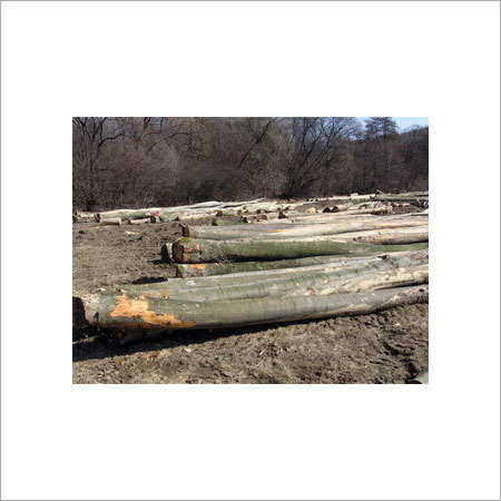 Ukraine Teak Wood Lumber