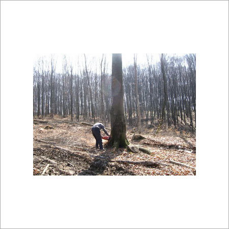 Ukraine Sawn Timber
