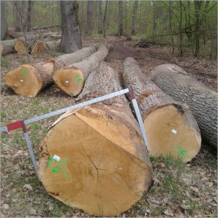 lumber exporter