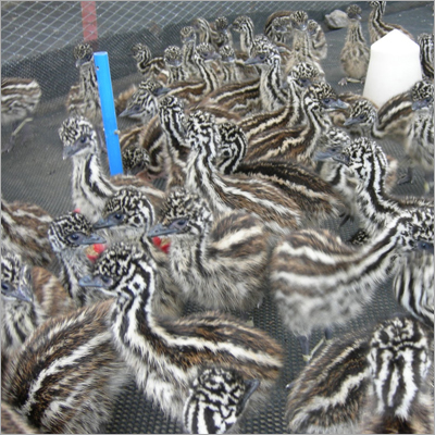 Emu Baby Chicks