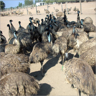 Emu Birds