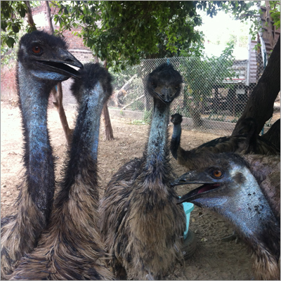 EMU Bird Farming