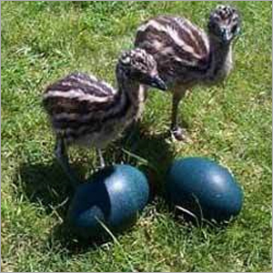 Healthy Emu Chicks