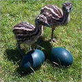 Healthy Emu Chicks - Newly Hatched Pairs | Vaccinated, Nutritious Feed, Proper Growth, Safe Transit, Properly Reared