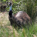 Emu Farm Birds