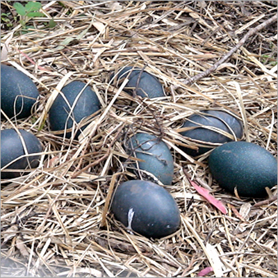Emu Eggs