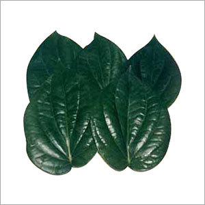 Betel Leaf