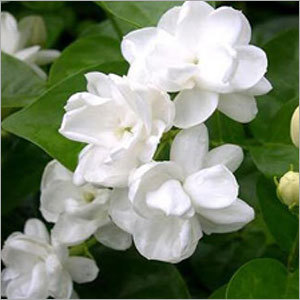 Jasmine Flowers